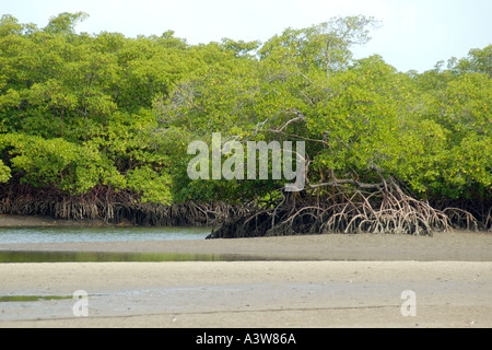 Mangrove-Szenario bei Ebbe in Caixa Prego Bahia Brasilien Stockfoto