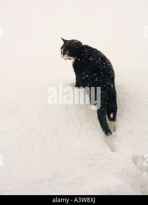 Schwarz / weiß Katze im Tiefschnee Wales UK Stockfoto