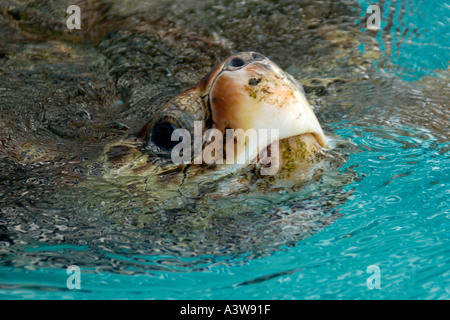 Grüne Meeresschildkröte Chelonia Mydas Artenschutz Foto in Gefangenschaft auf Tamar Projekt Regencia Brasilien Stockfoto