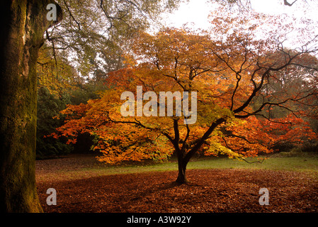 HERBSTLAUB IM WESTONBIRT ARBORETUM IN DER NÄHE VON TETBURY GLOUCESTERSHIRE UK Stockfoto