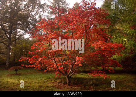 HERBSTLAUB IM WESTONBIRT ARBORETUM IN DER NÄHE VON TETBURY GLOUCESTERSHIRE UK Stockfoto