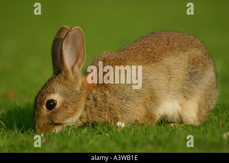 Europäische Kaninchen Oryctolagus Cuniculus Essen Rasen an einem sonnigen Sommertag Stockfoto