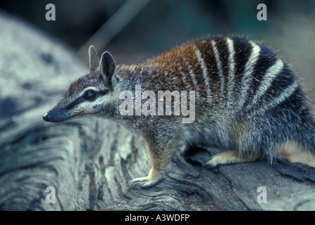 Numbat Myrmecobius Fasciatus Australien Stockfoto