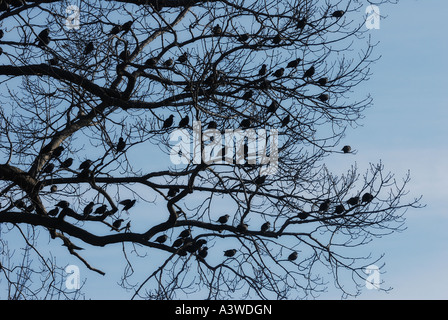 Vögel-Linie die Äste eines Baumes in Neuengland auf ihrer jährlichen Migration nach Süden in Nordamerika Stockfoto