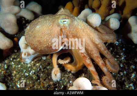 Gewellt Oktopus Eledone Cirrhosa Farne Islands Vereinigtes Königreich Stockfoto