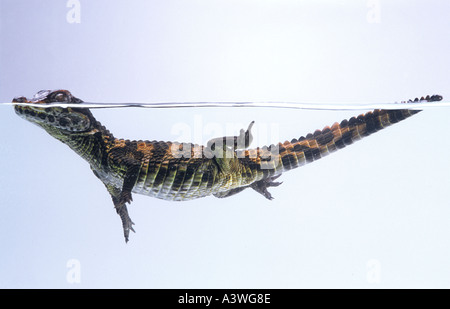 Schneiders Zwerg Kaiman oder glatte fronted Zwerg Krokodil Paleosuchus trigonatus Stockfoto