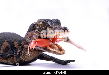 Schneider s Zwerg Kaiman oder glatte fronted Zwerg Krokodil Paleosuchus Trigonatus Essen Südamerika Stockfoto