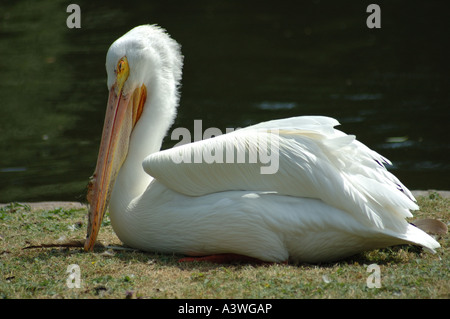 Pelikan in Ruhe am See Stockfoto