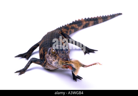 Schneider s Zwerg Kaiman oder glatte fronted Zwerg Krokodil Paleosuchus Trigonatus Essen Südamerika Stockfoto