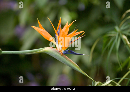 Paradiesvogel Blume (Strelitzia Reginae Humilis) Stockfoto