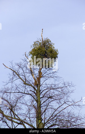 Mistel: Viscum Album. Wächst auf Linde Stockfoto