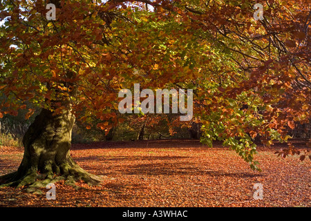 Buche: Fagus Sylvaticus, im Herbst, Stockfoto