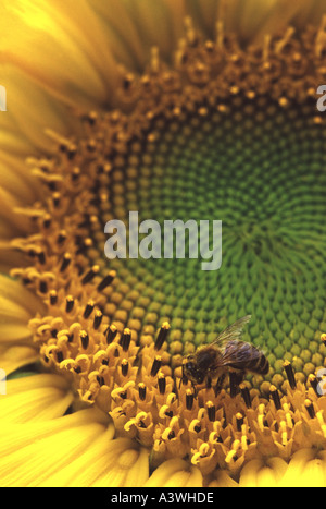 Honigbiene besucht Sonnenblume Helianthus annuus Stockfoto