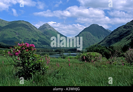 Blick Richtung Lochan Urr im Glen Etive Buachaille Etive Highland Schottland mit Beag & Buachaille Etive Mor hinter & Rhododendren Stockfoto