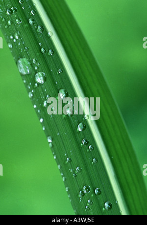 Tautropfen auf gestreiften Iris Blatt Stockfoto