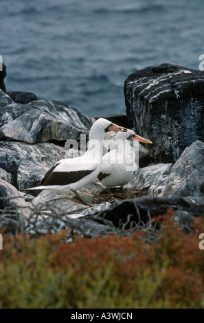 Paar nisten Nazca Tölpel (Sula Granti) Stockfoto