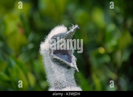 Nazca Booby (Sula Granti) Küken Closeup mit weit offenem Mund Stockfoto