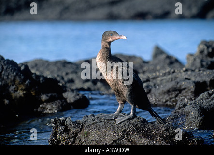 Galápagos flugunfähige Kormorane (Phalacrocorax Harrisi) Stockfoto