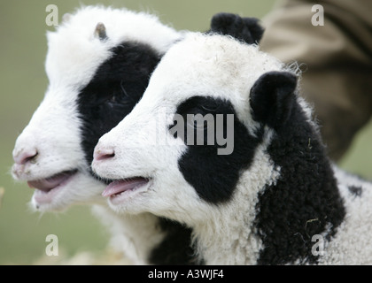 Ein paar von Jacob Schafe Lämmer Worcestershire England UK Stockfoto