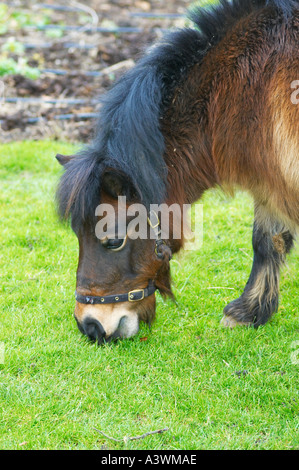 Ein Shetlandpony Equus Caballus grasen auf einer Wiese in einem Garten von Surrey Stockfoto