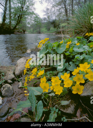 Dotterblumen oder gelbe Marsh Marigold (Caltha Palustris) wachsen neben Fluss Nidd, nördlich von Harrogate, North Yorkshire, England, UK Stockfoto