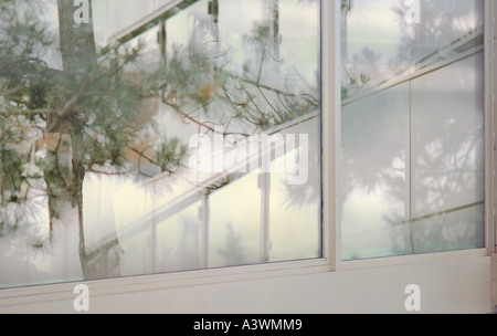 Poetische Reflexion der Tanne im Fenster, Paris, Frankreich. Stockfoto