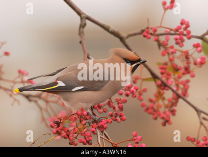 Böhmische Seidenschwanz Bombycilla garrulus Stockfoto