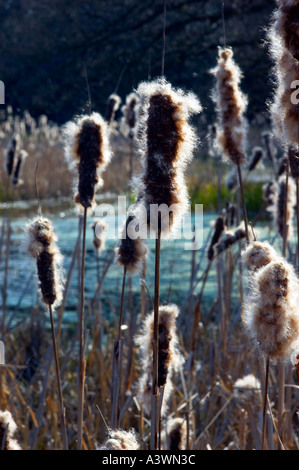 Binsen aka große Reedmace Typha Latifolia im zeitigen Frühjahr an einem kleinen See im Epping Forest Stockfoto