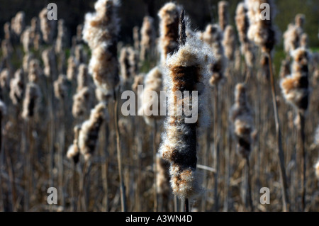 Binsen aka große Reedmace Typha Latifolia in Epping Forest Stockfoto