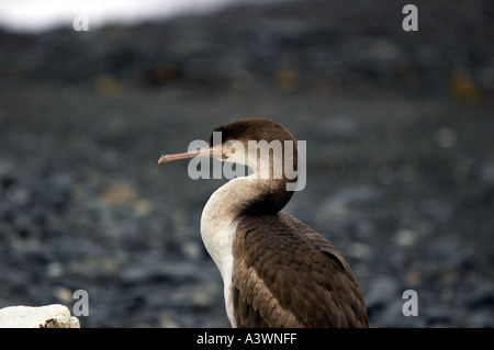 Unreife Pied Shag Phalocrocorax Varius an einem Strand in Neuseeland Südinsel Stockfoto