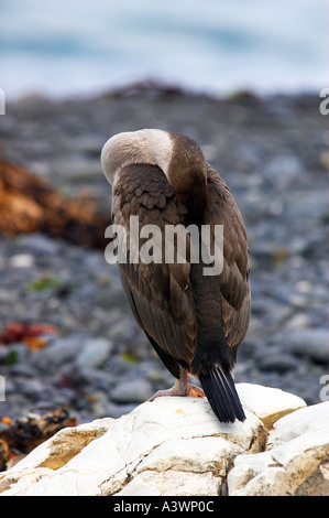 Unreife Pied Shag Phalocrocorax Varius putzen seine Federn an einem Strand in Neuseeland Südinsel Stockfoto