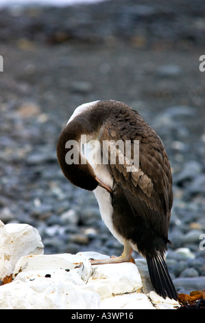 Unreife Pied Shag Phalocrocorax Varius putzen seine Federn an einem Strand in Kaikoura Südinsel Neuseeland Stockfoto