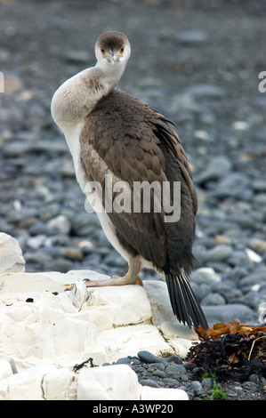 Unreife Pied Shag Phalocrocorax Varius am Strand mit Blick in Richtung Betrachter Stockfoto