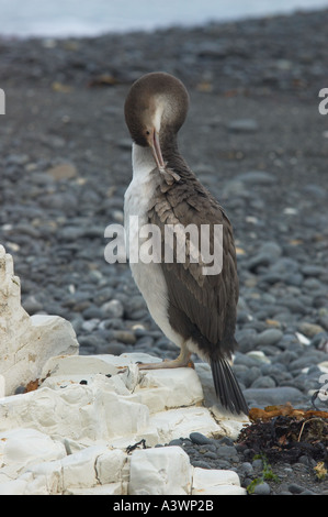 Unreife Pied Shag Phalocrocorax Varius putzen seine Federn an einem Strand in Kaikoura Südinsel Neuseeland Stockfoto