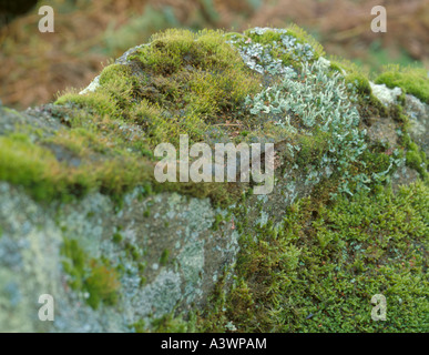 Moose; Tortula Muralis und Pleurozium und Flechten (Cladonia Fimbriata) über Grit Klotz am Bein. Stockfoto