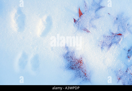 EICHENLAUB UNTER EINER LEICHTEN SCHNEE MIT EICHHÖRNCHEN-TRACKS IN DER NÄHE VON HARLOW SEE IN ESCANABA RIVER STATE FOREST MARQUETTE MICHIGAN Stockfoto