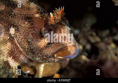 Tompot Blenny Parablennius Gattorugine Swanage Dorset Vereinigtes Königreich Stockfoto