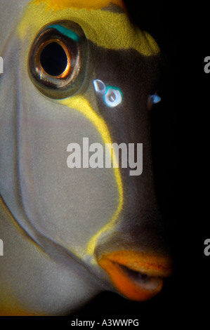 Lippenstift Tang Naso Lituratus Malediven Stockfoto