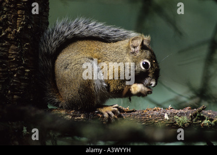 Mount Graham Eichhörnchen Tamiasciurus Hudsonicus Grahamensis bedrohte Arten Stockfoto