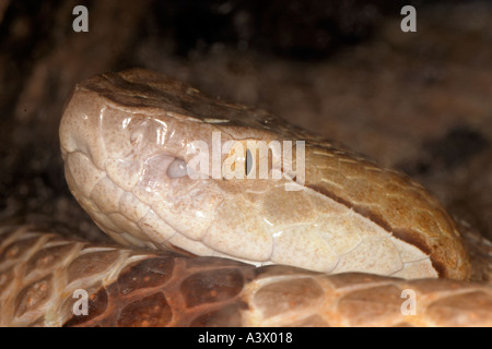 Südlichen Copperhead Agkistrodon Contortrix Nahaufnahme detail Stockfoto