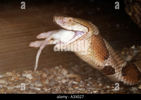 Südlichen Copperhead Agkistrodon Contortrix Essen eine Maus Stockfoto