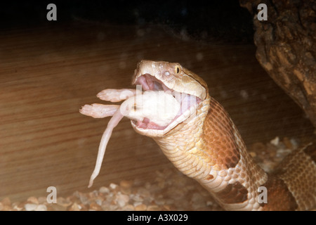 Südlichen Copperhead Agkistrodon Contortrix Essen eine Maus Stockfoto