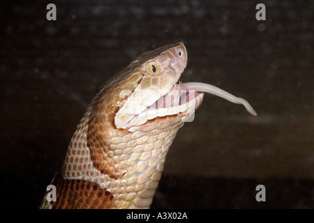 Südlichen Copperhead Agkistrodon Contortrix Essen eine Maus Stockfoto