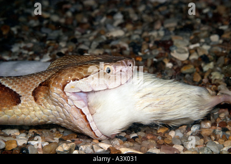 Südlichen Copperhead Agkistrodon Contortrix Essen eine Maus Stockfoto