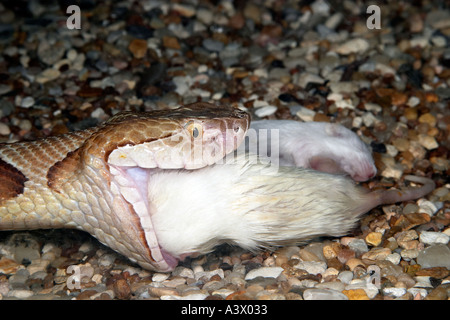 Südlichen Copperhead Agkistrodon Contortrix Essen eine Maus Stockfoto