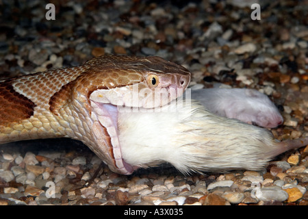 Südlichen Copperhead Agkistrodon Contortrix Essen eine Maus Stockfoto