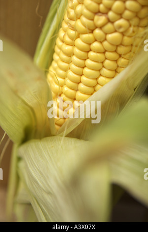 Maiskolben. Stockfoto