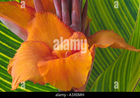 CANNA 'Striata' AGM (indische Pflanze erschossen) Großaufnahme der Blütenstand der orangen Blüten und Knospen mit grün-gelb gestreiften Blättern. Stockfoto