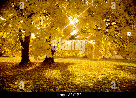 Großes Blatt Ahornbäume im Herbst Farbe mit Sunburst Monroe Oregon Stockfoto