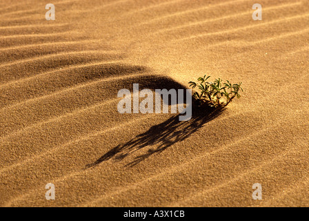 V00104 Tif Lupine in Sanddüne Oregon Dunes National Recreation Area-Oregon Stockfoto